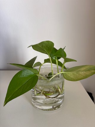 Planta Potos en agua