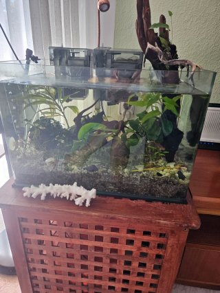 Acuario con plantas naturales y accesorios