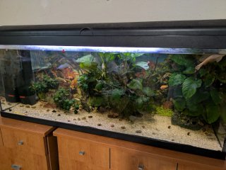 Pecera grande con plantas y peces.