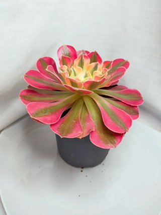 Aeonium 'Pink Witch' Suculenta variegada 4. V12 cm