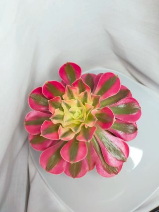 Aeonium 'Pink Witch' Suculenta variegada 4. V12 cm