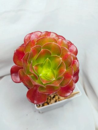 Aeonium 'Kilimanjaro' Suculenta variegada