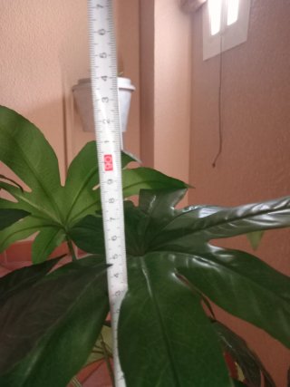 Jarrón decorativo con planta