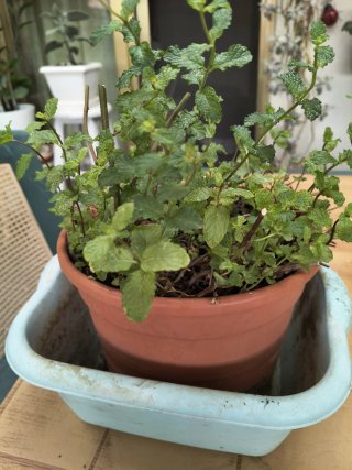 Planta Yerbabuena + Contenedor