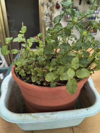 Planta Yerbabuena + Contenedor