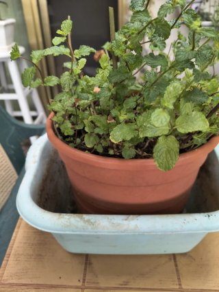 Planta Yerbabuena + Contenedor