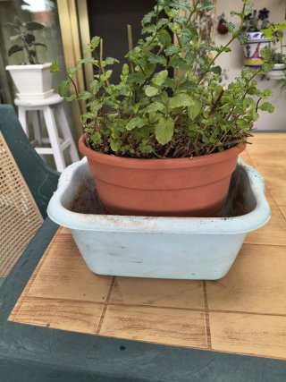 Planta Yerbabuena + Contenedor