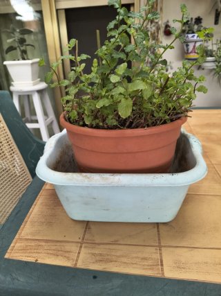 Planta Yerbabuena + Contenedor