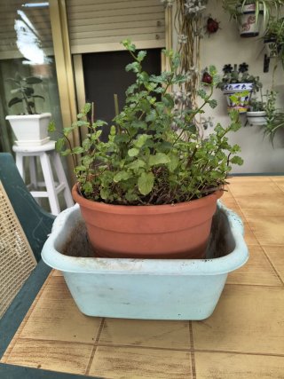 Planta Yerbabuena + Contenedor