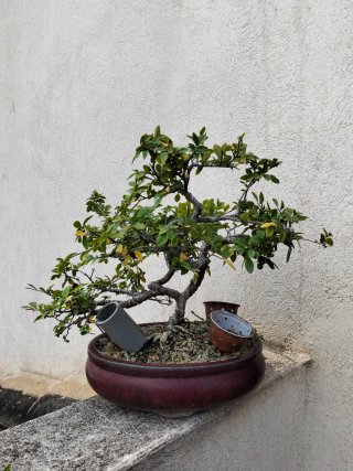 Olmo bonsai
