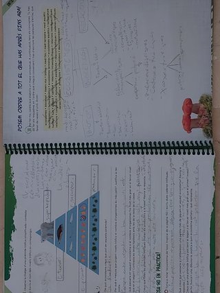 Nettie Stevens 1 ESO. Dossier. Biologia i Geologia