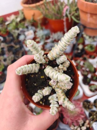 Crassula marnieriana variegata 8.5cm