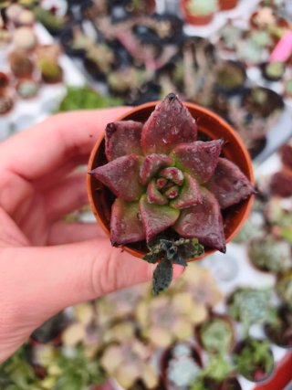 Echeveria agaboides romeo 5.5cm