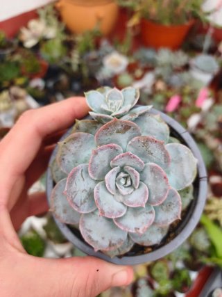Sedum sinforosarum 9cm