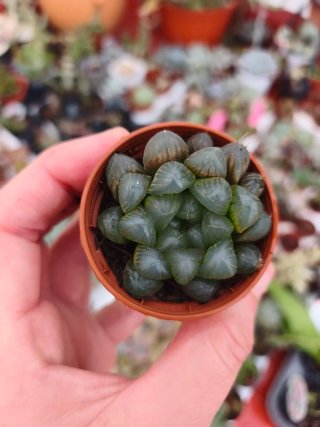 Hawortia cooperi 5.5cm
