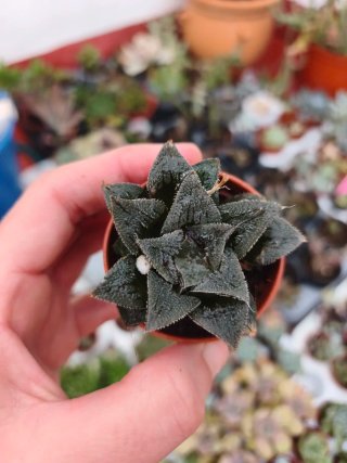 Hawortia 5.5cm