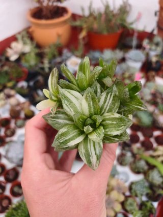 Hawortia variegata 5.5cm