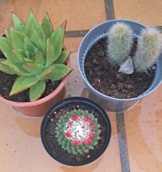 Lote  3 Cactus y Suculenta