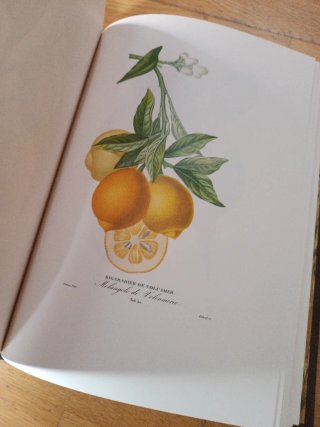 Histoire naturelle des orangers 1818-1822