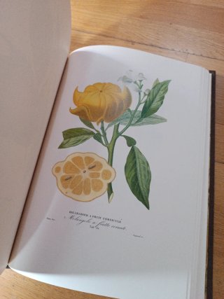 Histoire naturelle des orangers 1818-1822