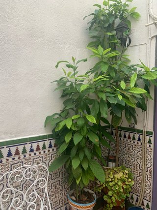 Planta de aguacate