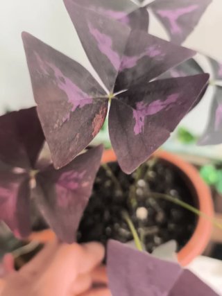 Variegata oxalis 1