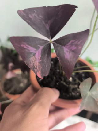 Variegata oxalis 1