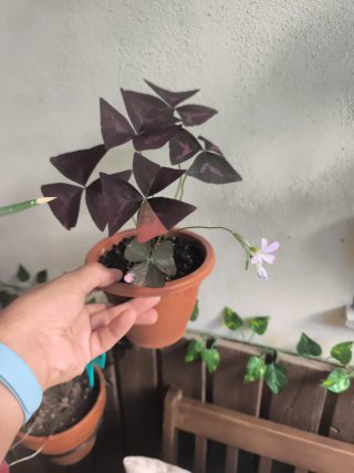 Variegata oxalis 1