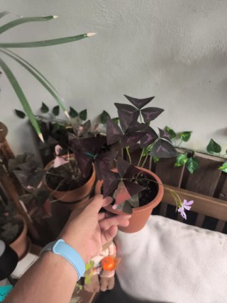 Variegata oxalis 1
