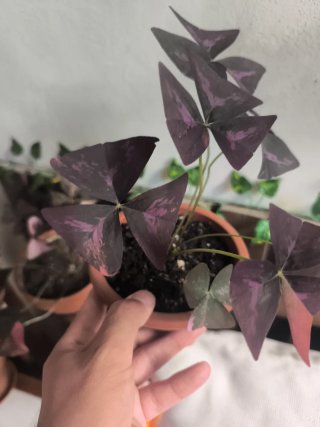 Variegata oxalis 1