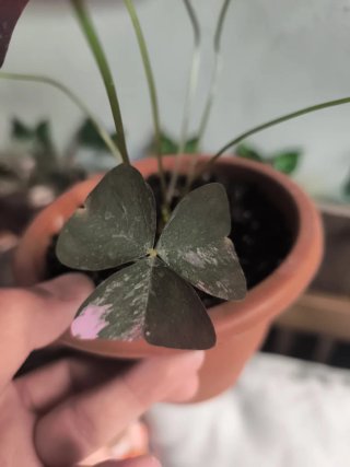 Variegata oxalis 1