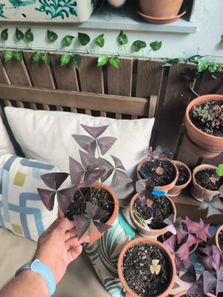 Variegata oxalis 1