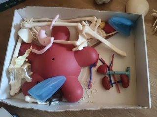 Colección El Cuerpo Humano RBA