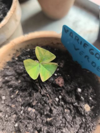 Oxalis Verde Variegata