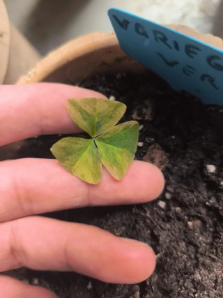 Oxalis Verde Variegata
