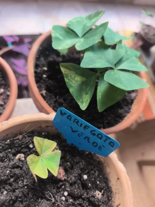 Oxalis Verde Variegata