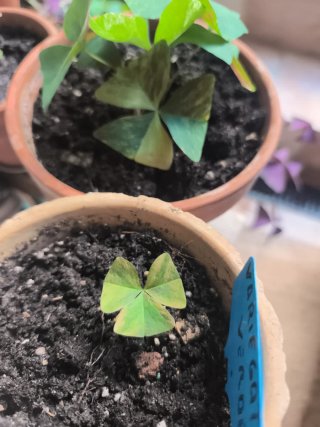 Oxalis Verde Variegata