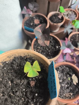 Oxalis Verde Variegata