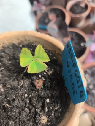 Oxalis Verde Variegata