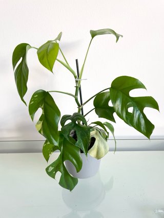 Raphidophora tetrasperma Variegata