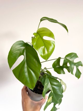 Raphidophora tetrasperma Variegata