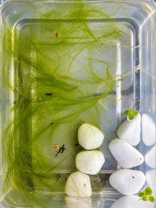 Alga verde filamentosa para acuario