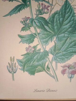 Lámina botánica Lunaria Biennis