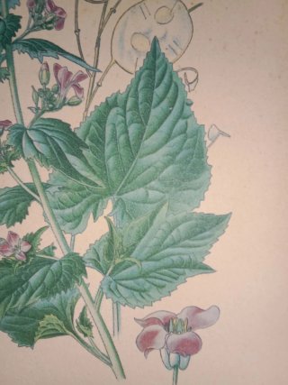 Lámina botánica Lunaria Biennis