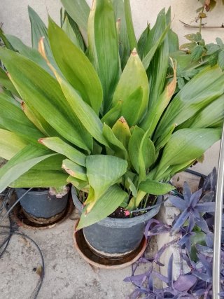 Plantas
