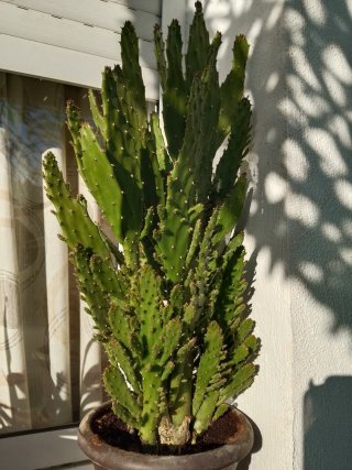Plantas