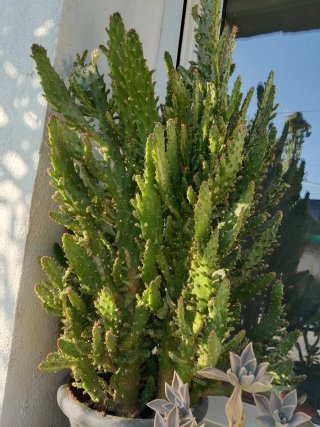 Plantas