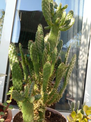 Plantas