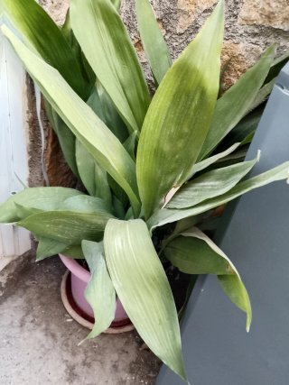 Plantas