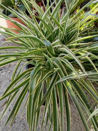 Plantas